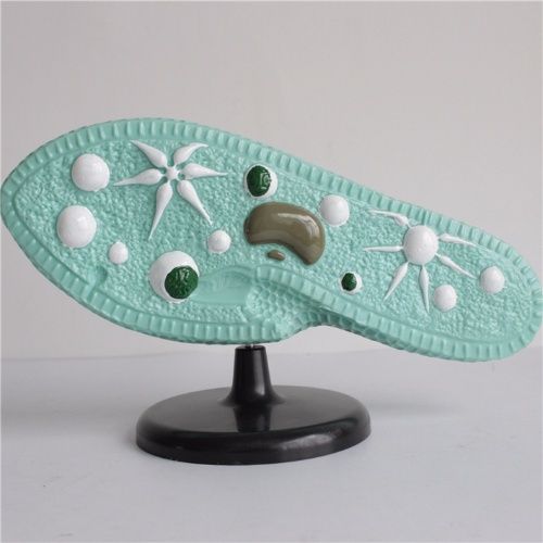 ����ģ��